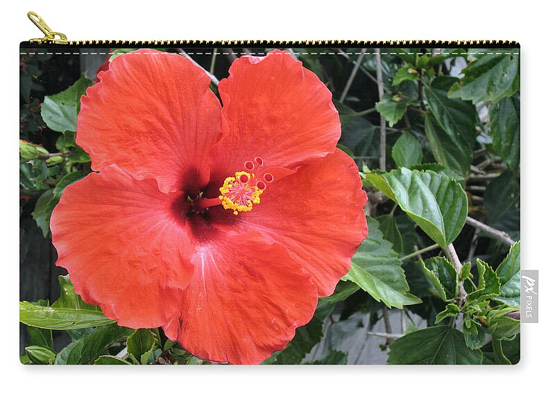 Hibiscus Zip Pouch featuring the photograph Red Hibiscus by Lin Grosvenor