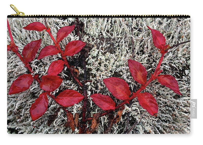 Red Leaves Zip Pouch featuring the photograph Red Leaves by Christopher Johnson