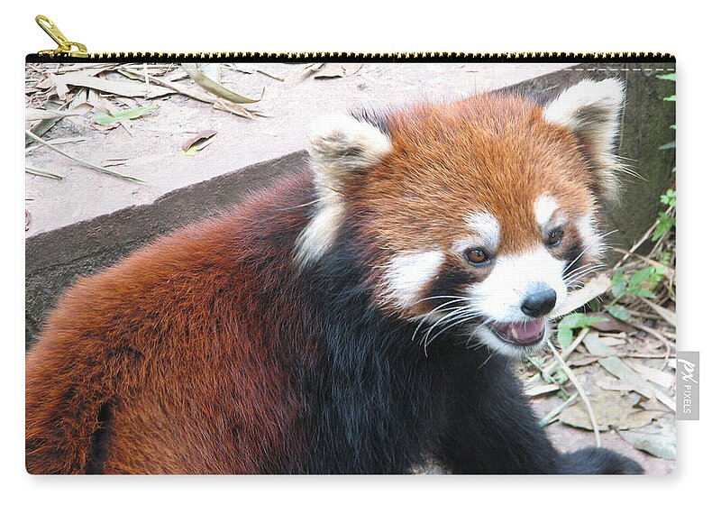 Bear Zip Pouch featuring the photograph Red Panda by Carla Parris