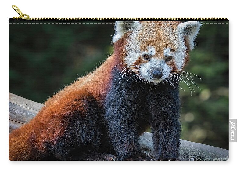 Red Panda Zip Pouch featuring the photograph Red Panda by Mitch Shindelbower