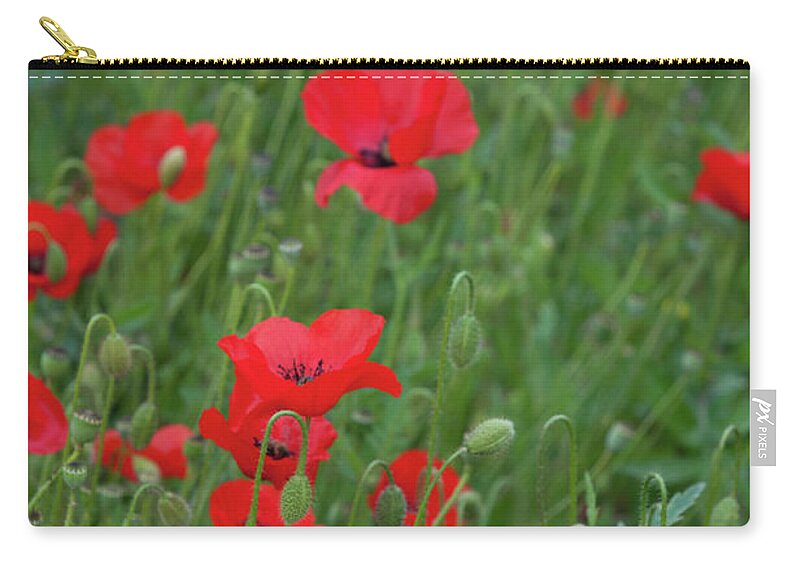 Poppy Zip Pouch featuring the photograph Red poppie anemone field by Michalakis Ppalis