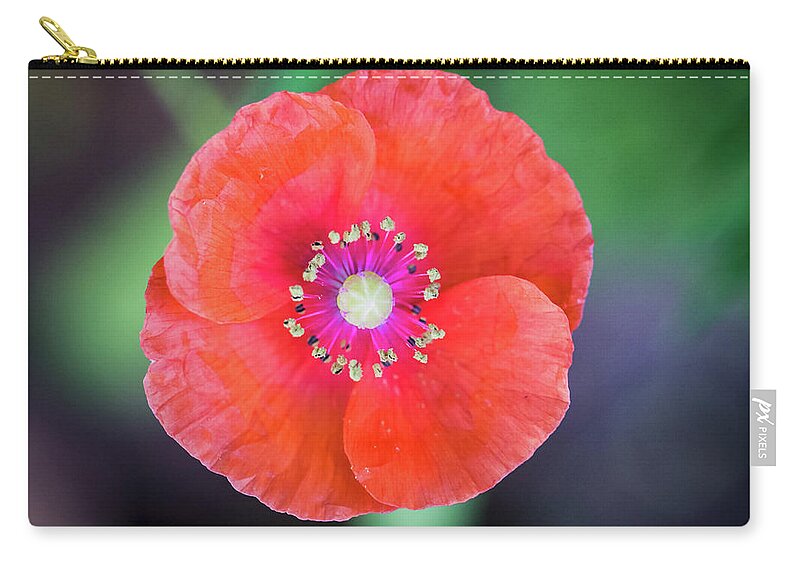 Red Poppy Zip Pouch featuring the photograph Red Poppy by Mitch Shindelbower