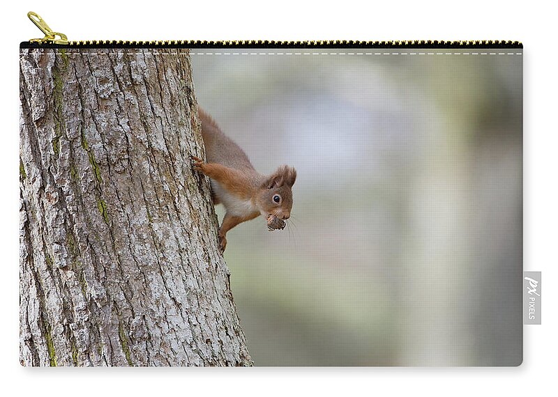 Red Carry-all Pouch featuring the photograph Red Squirrel Climbing Down A Tree by Pete Walkden