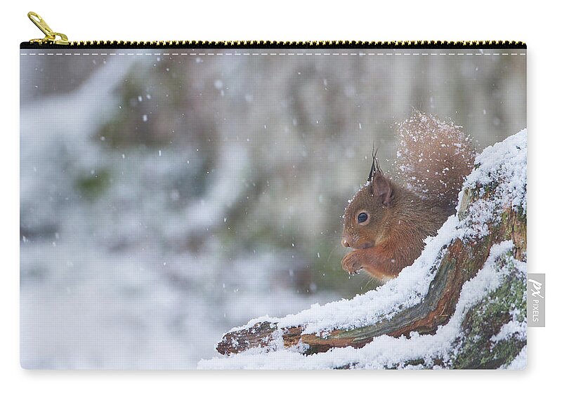 Red Zip Pouch featuring the photograph Red Squirrel On Snowy Stump by Pete Walkden