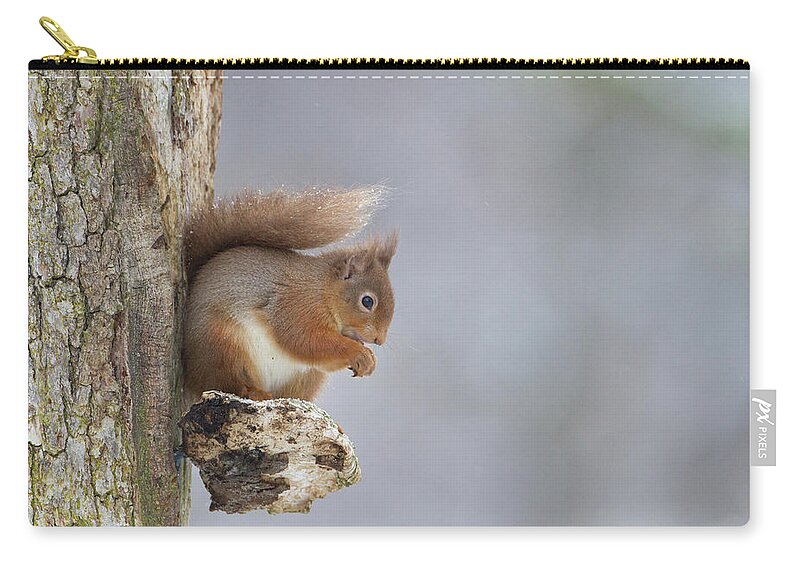 Red Carry-all Pouch featuring the photograph Red Squirrel On Tree Fungus by Pete Walkden