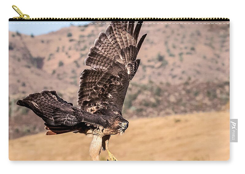 Buteo Jamaicensis Zip Pouch featuring the photograph Red-Tailed Hawk 6 by Dawn Key