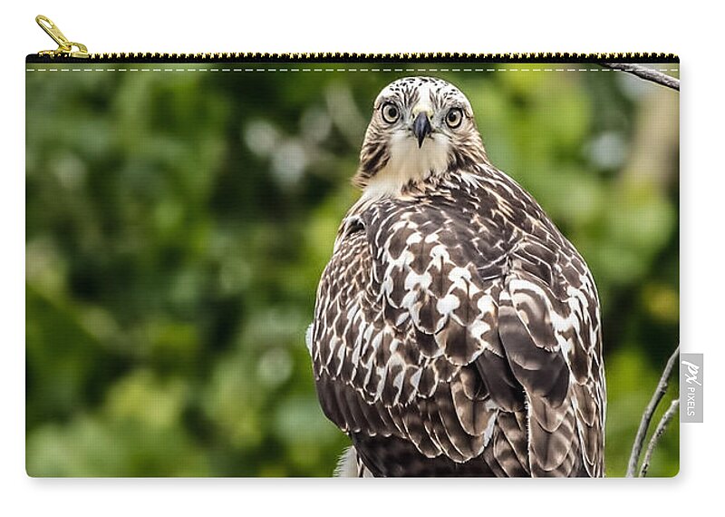 Animals Zip Pouch featuring the photograph Red-tailed Hawk Light Morph by Dawn Key