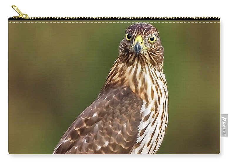Amelia Island Zip Pouch featuring the photograph Red-Tailed Hawk by Peter Lakomy