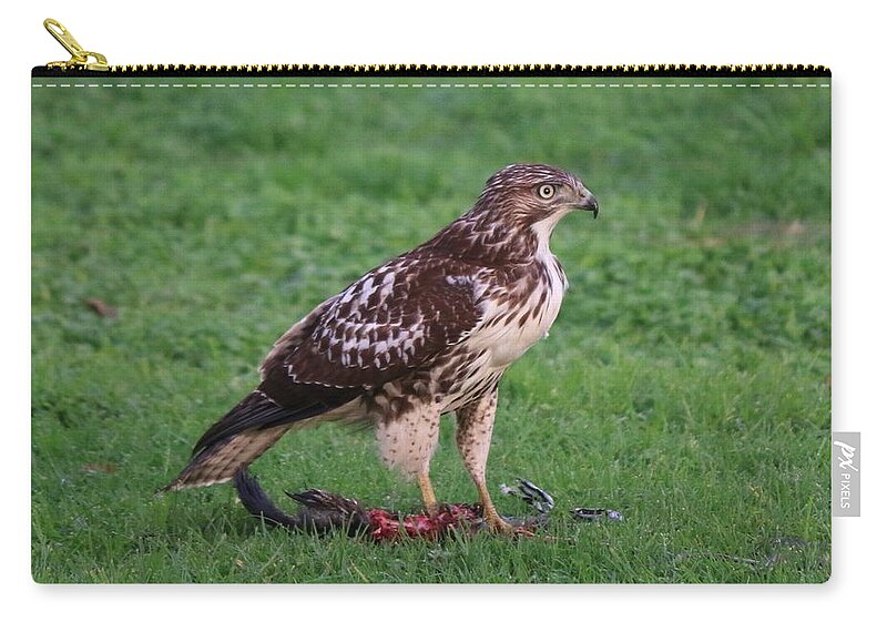 Red-tailed Hawk Zip Pouch featuring the photograph Red-Tailed Hawk Eating Dinner by Christy Pooschke