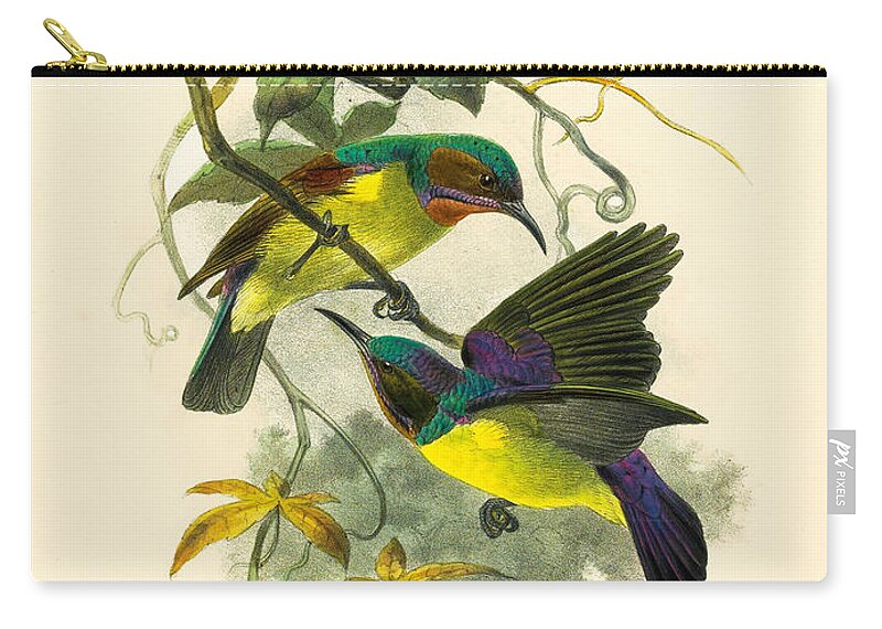 John Gerrard Keulemans Zip Pouch featuring the drawing Red-throated and Brown-throated sunbird. Anthreptes rhodolaemus and Anthreptes malacensis by John Gerrard Keulemans