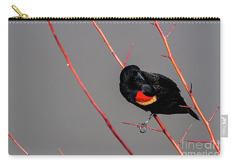Red-winged Blackbird Zip Pouch featuring the photograph Red Twigs by Jim Garrison