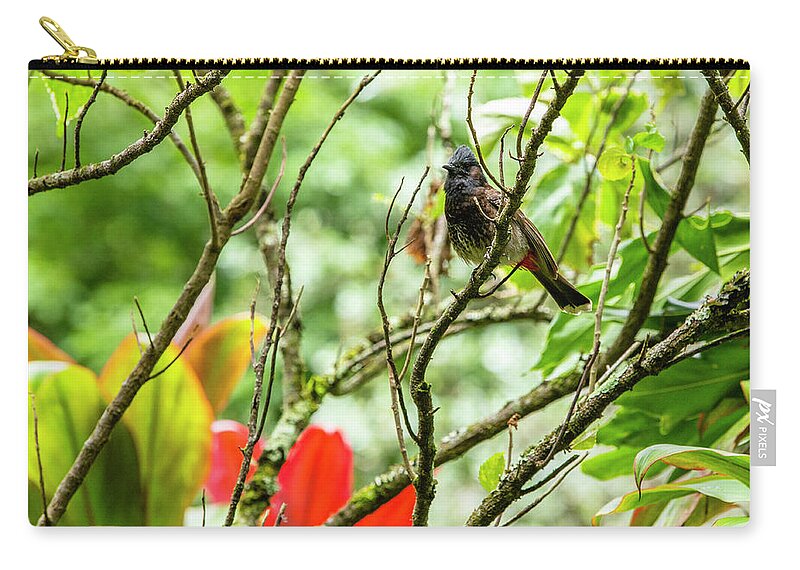 Red-vented Zip Pouch featuring the photograph Red-Vented BulBul by Jason Hughes