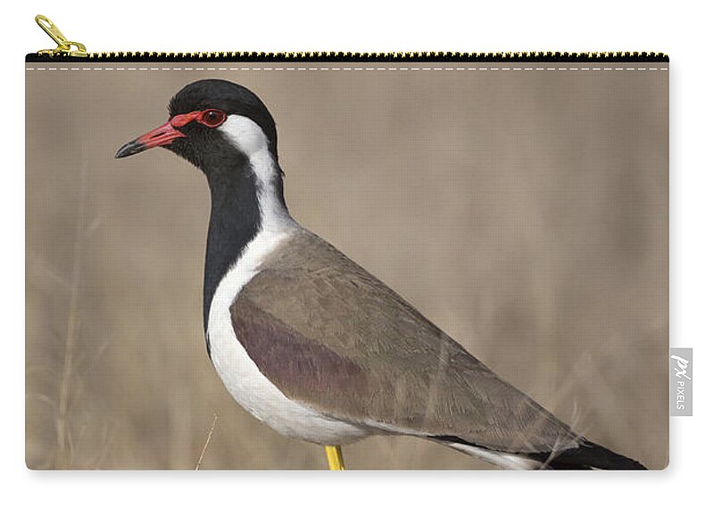 Red-wattled Lapwing Zip Pouch featuring the photograph Red-wattled Lapwing by Bernd Rohrschneider/FLPA