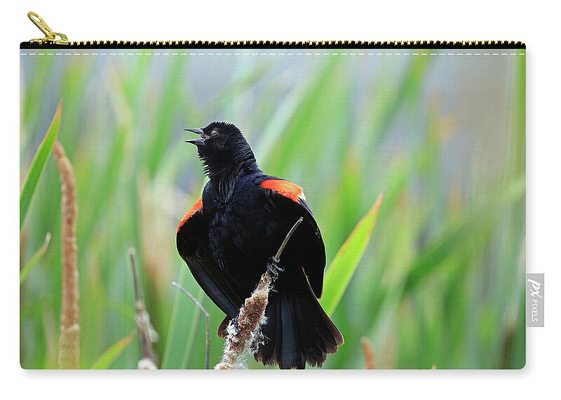 Bird Zip Pouch featuring the photograph Red-winged Blackbird at Miner's Marsh, Nova Scotia by Gary Corbett
