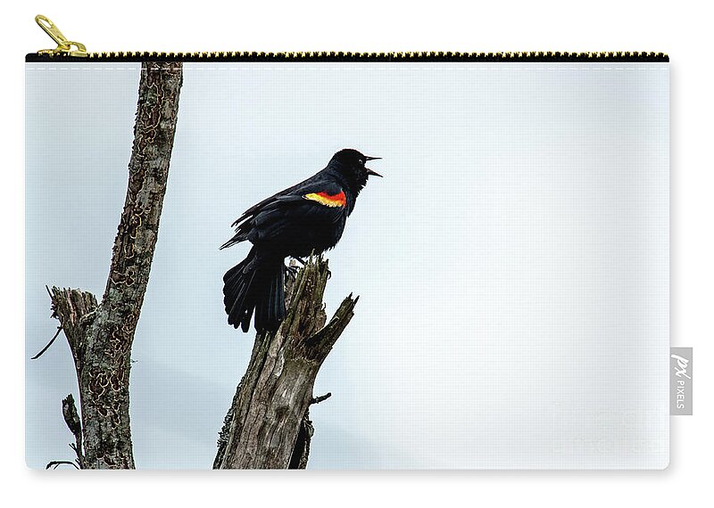 Red-winged Blackbird Zip Pouch featuring the photograph Red-Winged Blackbird by Paul Mashburn