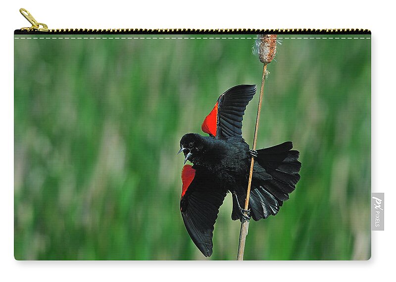 Red-winged Zip Pouch featuring the photograph Red-winged Blackbird by Tony Beck