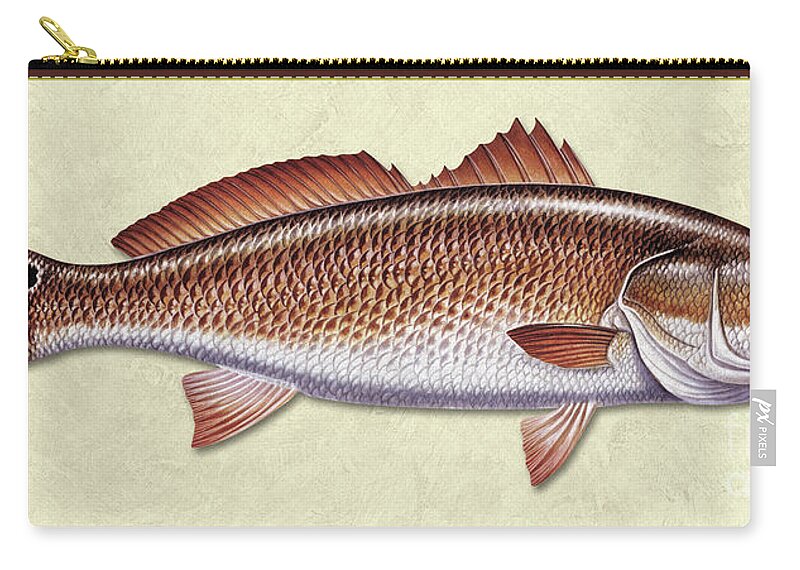 Jon Q Wright Redfish Ocean Saltwater Gamefish Fishing Fish Print Fish Poster Lure Tackle Zip Pouch featuring the painting Redfish ID by Jon Q Wright