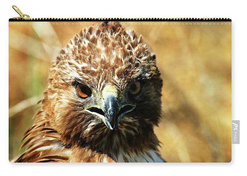 Redtail Hawk Zip Pouch featuring the photograph Redtail Hawk by Anthony Jones