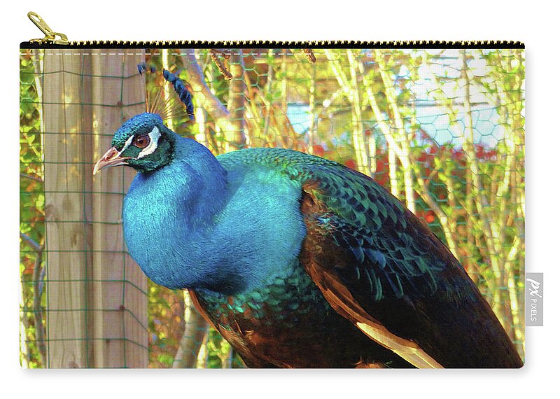 Peacock Zip Pouch featuring the photograph Peacock Perch by Doris Aguirre