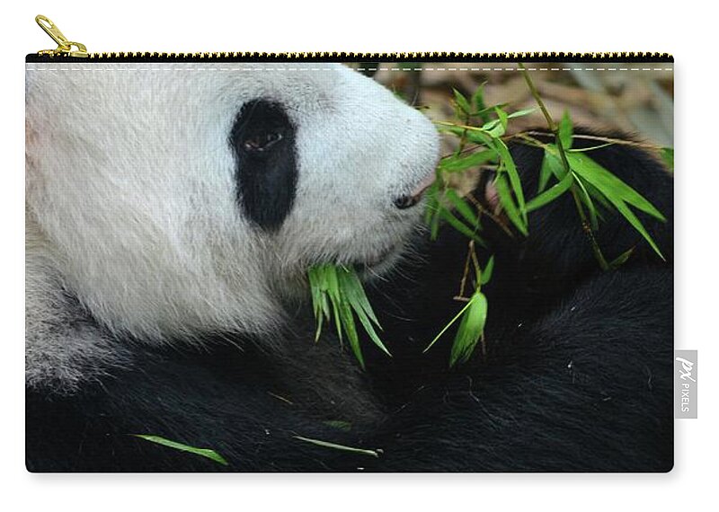 Panda Zip Pouch featuring the photograph Relaxed Panda bear eats with green leaves in mouth by Imran Ahmed