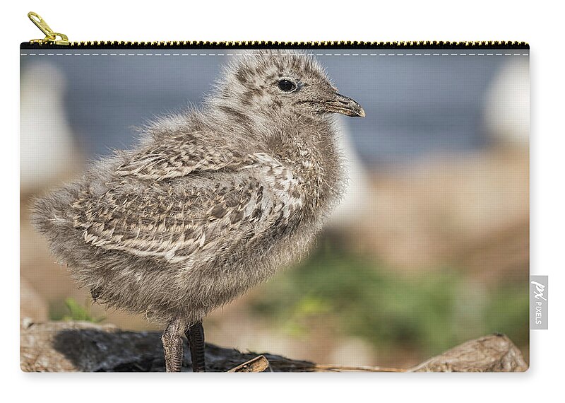 Ring Billed Gull Zip Pouch featuring the photograph Ring-billed Gull Chick 2016-1 by Thomas Young