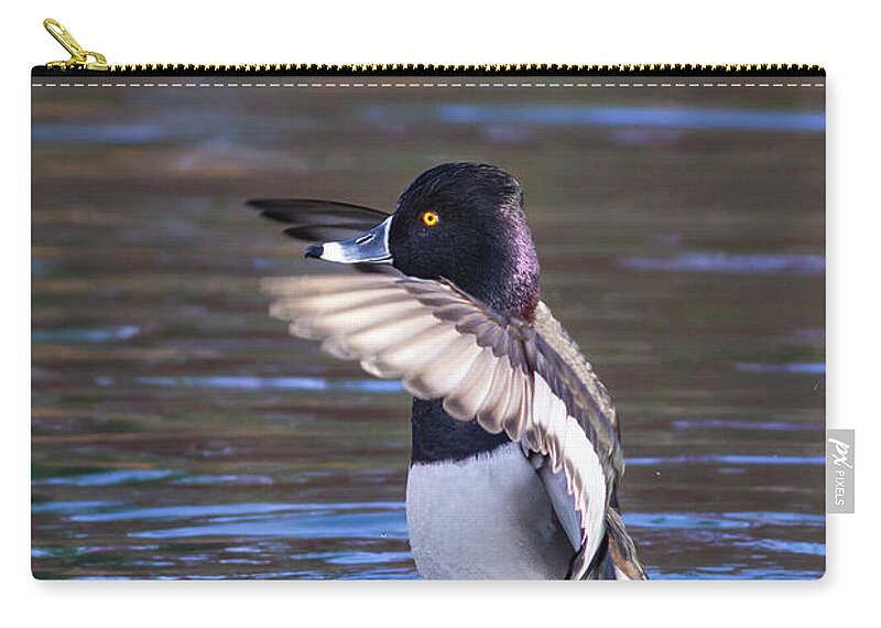 Mark Miller Photos; Ring-necked Duck; Duck; Ducks; Avian; Birds; Waterfowl; Nature; Reflection; Vertical Zip Pouch featuring the photograph Ring-necked Duck Wings Up by Mark Miller