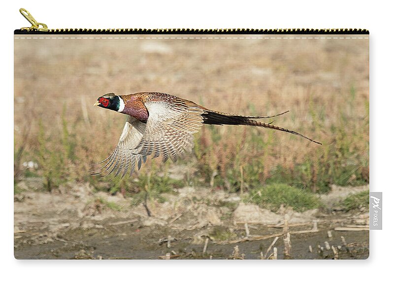 Bird Zip Pouch featuring the photograph Ring Necked Pheasant on the Wing by Dennis Hammer