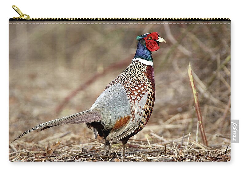 Ring-necked Pheasant Zip Pouch featuring the photograph Ring-necked Pheasant Stony Brook New York by Bob Savage
