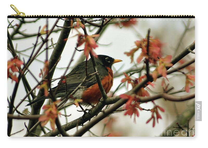 Spring Zip Pouch featuring the photograph Robin In Spring by Lydia Holly