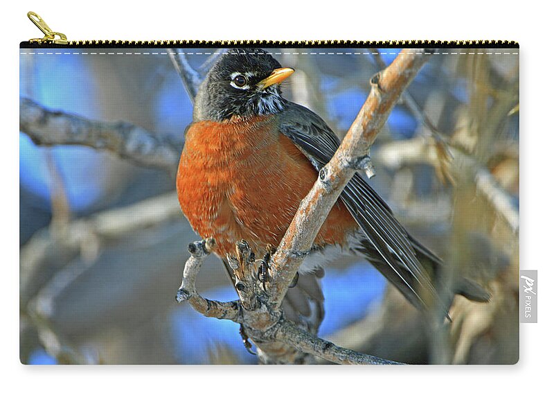 Robin Zip Pouch featuring the photograph Robin by Scott Mahon