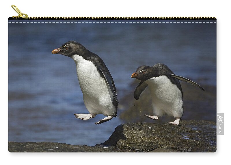 00761896 Zip Pouch featuring the photograph Rockhopper Penguins Hopping by Suzi Eszterhas