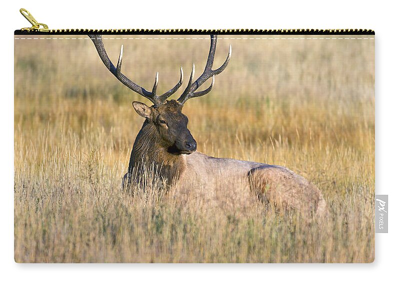 Bull Zip Pouch featuring the photograph Rocky Mountain Bull Elk laying down by Gary Langley