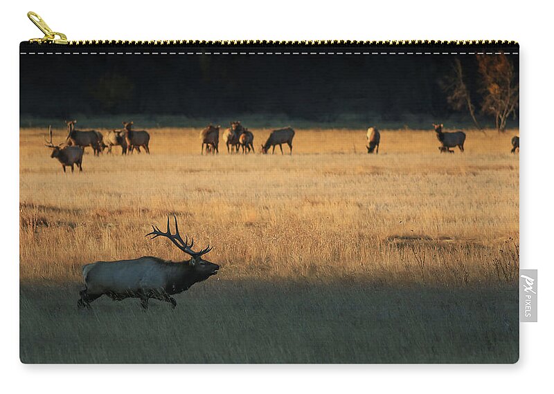  Zip Pouch featuring the photograph Rocky Mountain Elk Herd at Sunrise by Zach Rockvam