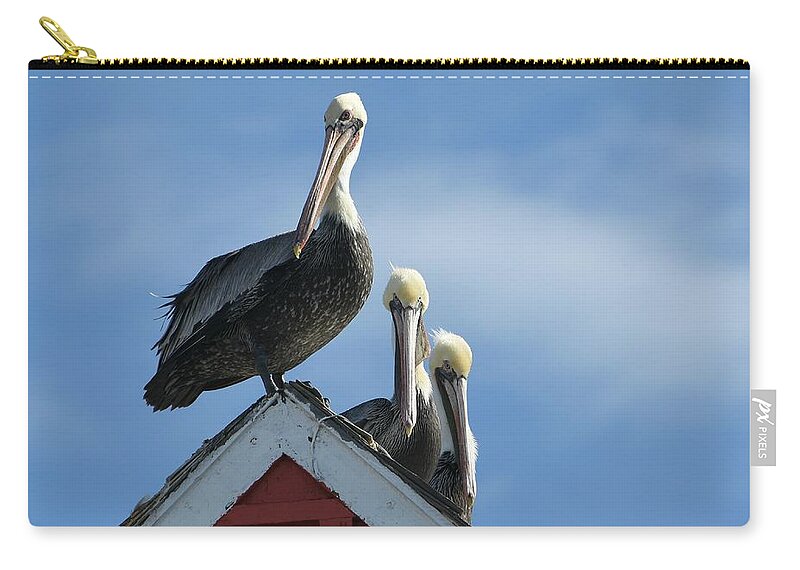 Brown Pelicans Zip Pouch featuring the photograph Rooftop Trio by Fraida Gutovich