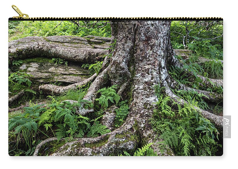 Gnarly Zip Pouch featuring the photograph Roots - D010465 by Daniel Dempster