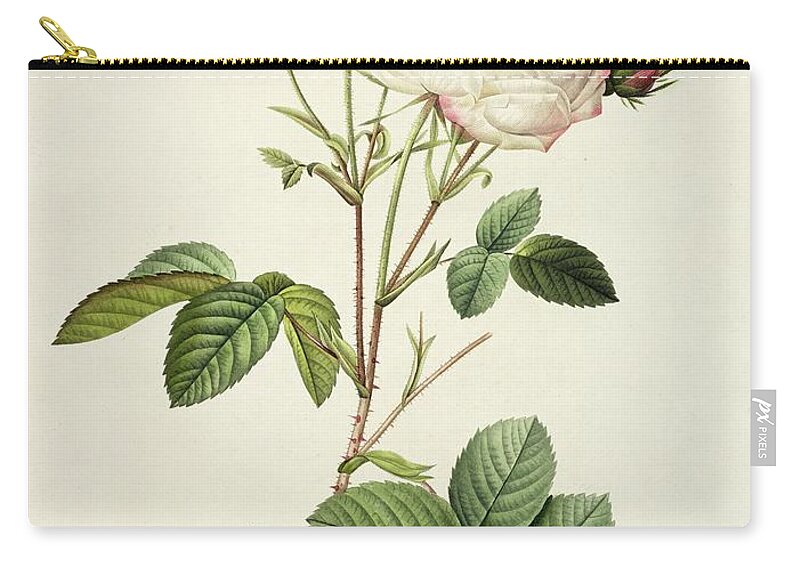 Rosa Carry-all Pouch featuring the drawing Rosa Centifolia Mutabilis by Pierre Joseph Redoute