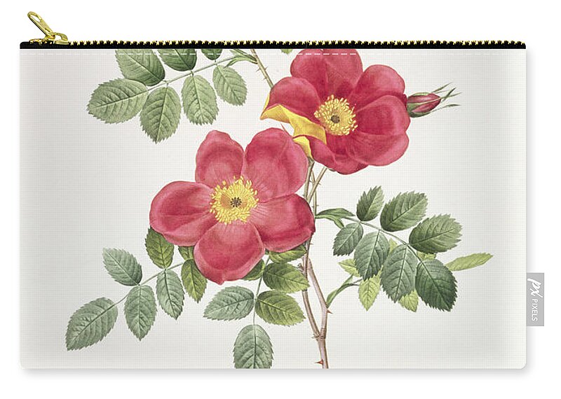Rosa Carry-all Pouch featuring the drawing Rosa Eglantera Punicea by Pierre Joseph Redoute