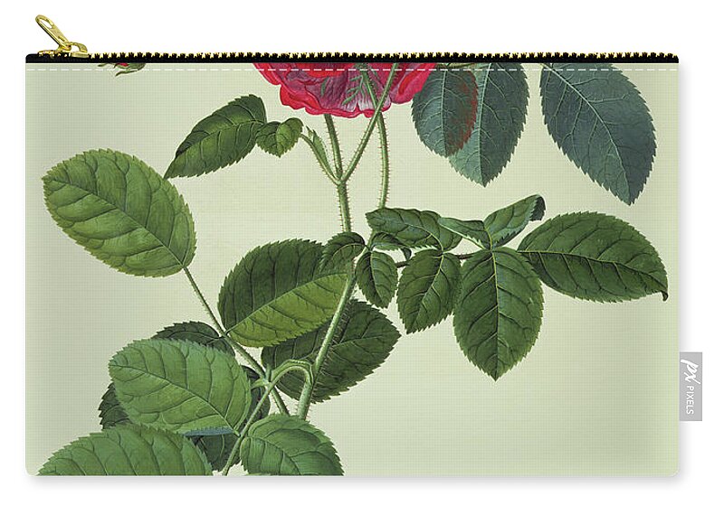 Rose Zip Pouch featuring the painting Rosa Holoferica multiplex by Georg Dionysius Ehret