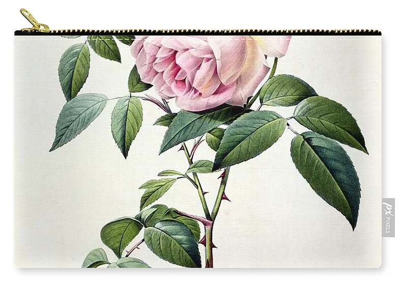 Rosa Carry-all Pouch featuring the drawing Rosa Indica Fragrans by Pierre Joseph Redoute