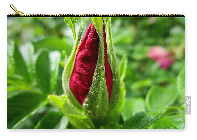 Rosehip Zip Pouch featuring the photograph Rose bud by Rosita Larsson