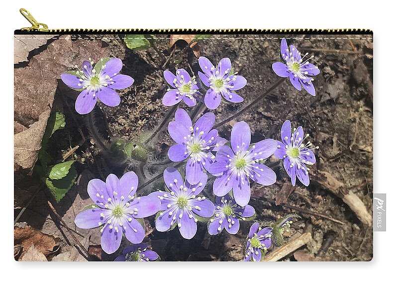 Anemone Americana - Round-lobed Hepatica Zip Pouch featuring the photograph Rose Lake Beauties by Joseph Yarbrough