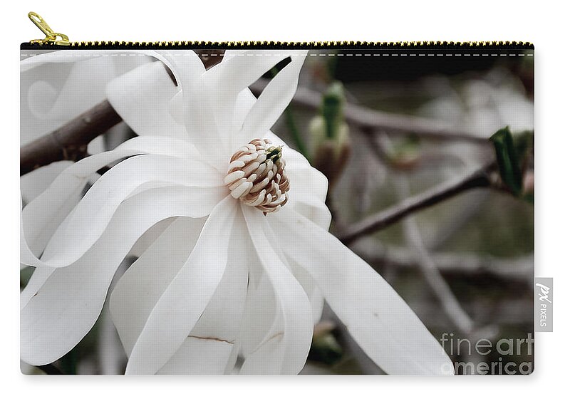 Daffodil Zip Pouch featuring the photograph Royal Star Magnolia by Alissa Beth Photography