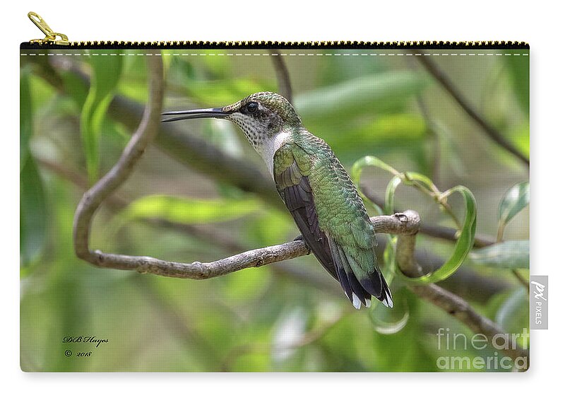 Hummingbirds Zip Pouch featuring the photograph Ruby-Throated Hummingbird - Female by DB Hayes