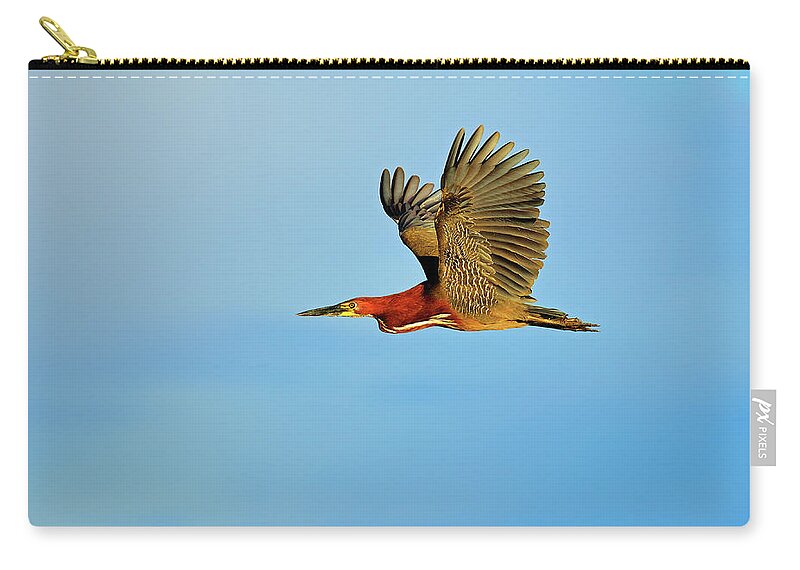 Rufescent Tiger Heron Zip Pouch featuring the photograph Rufescent by Tony Beck