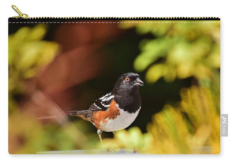 Linda Brody Zip Pouch featuring the photograph Spotted Towhee 1 by Linda Brody