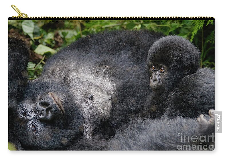 Gorilla Beringei Zip Pouch featuring the photograph Rwanda_d150 by Craig Lovell