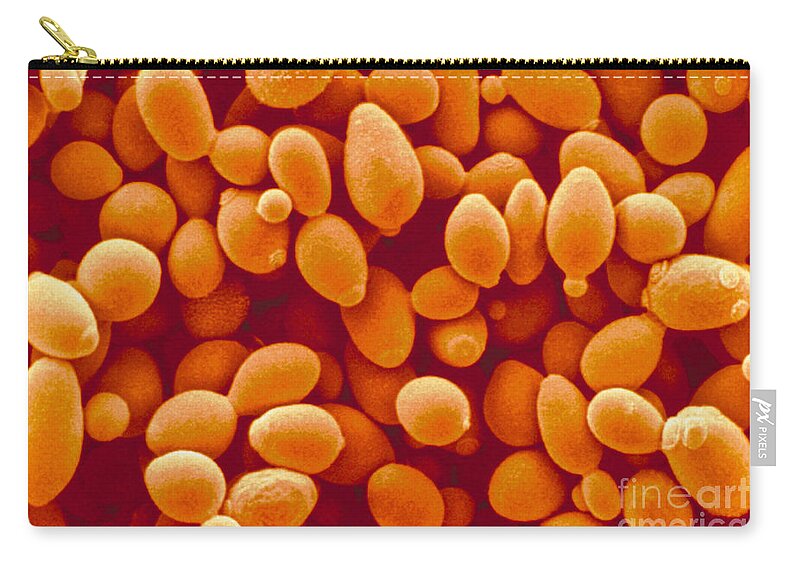 Saccharomyces Cerevisiae Yeast Zip Pouch featuring the photograph Saccharomyces Cerevisiae Yeast by Scimat