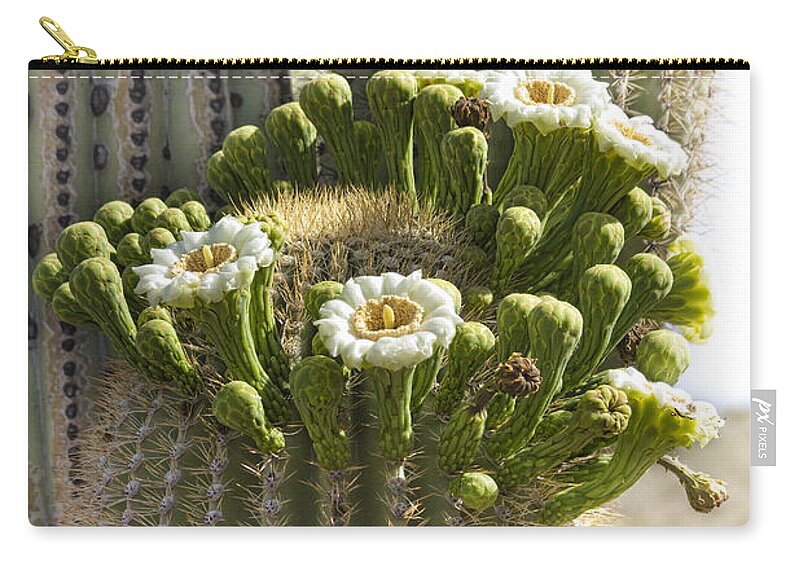 Arizona Zip Pouch featuring the photograph Saguaro Cactus Bloom by James BO Insogna