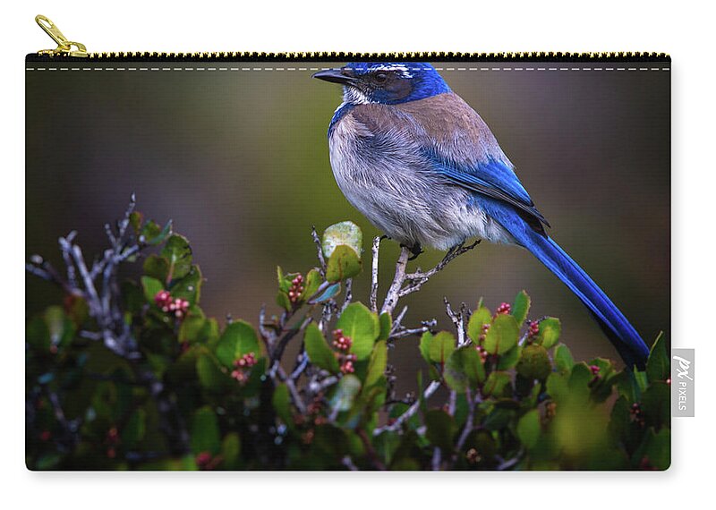 Blue Bird Carry-all Pouch featuring the photograph San Diego Bluebird by Doug Sturgess
