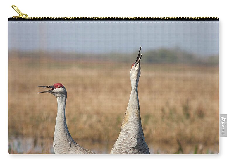 Sandhill Crane Zip Pouch featuring the photograph Sandhill Cranes Calling by Paul Rebmann